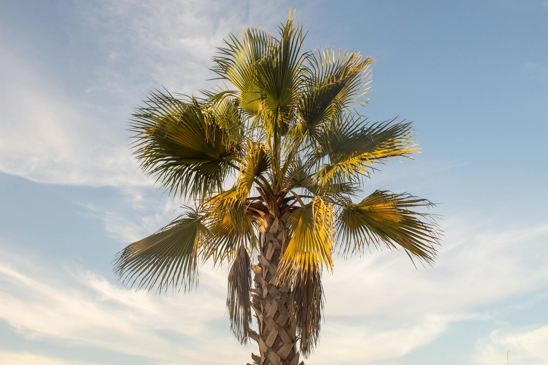 A striking fan palm tree framed against a bright blue sky with scattered clouds, capturing a serene moment.